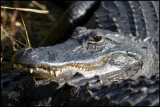 Everglades Alligator 