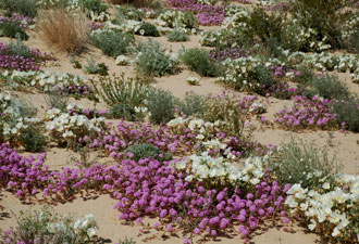 The Desert in Bloom at Mojave National Preserve